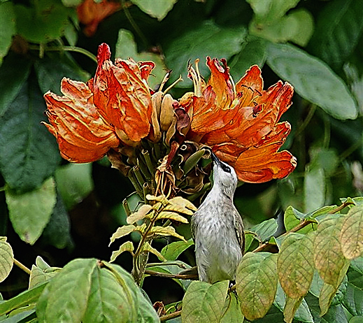 African Tulip: Bulbul collecting nectar