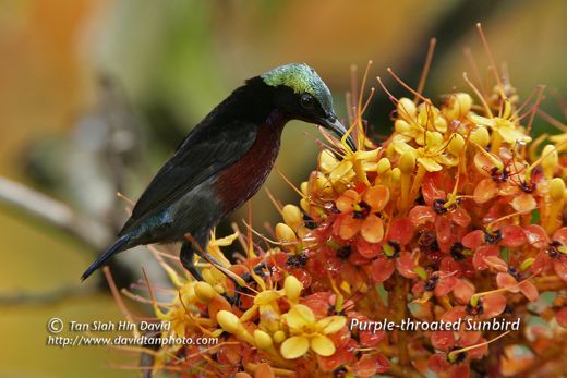 Saraca and sunbirds