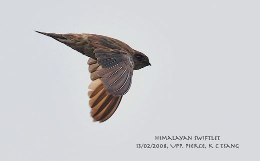 Himalayan Swiftlet: 3. At long last, action…