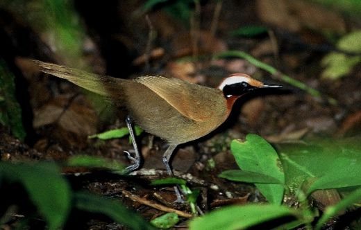 Rail-babbler: In search of a family
