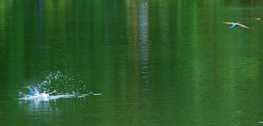 Blue-tailed Bee-eaters splashing in the water