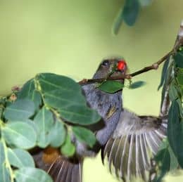 Rufous-vented Niltava fledgling learning to forage