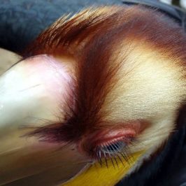 Plain-pouched Hornbill’s eyelashes