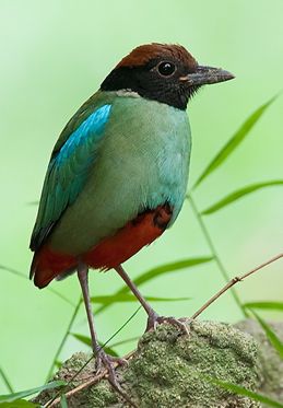 Why does the Hooded Pitta stand on one leg?
