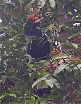 Great and Rhinoceros Hornbills’ new playground