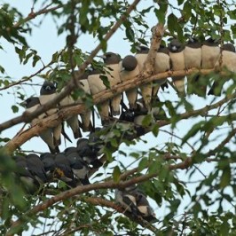 White-breasted Woodswallows roosting