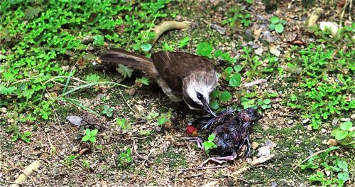 Yellow-vented Bulbul’s reaction to chick’s death