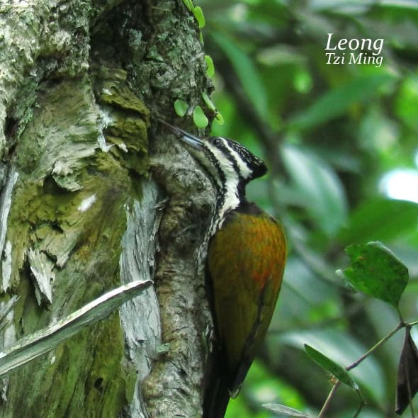Common Flameback feeding