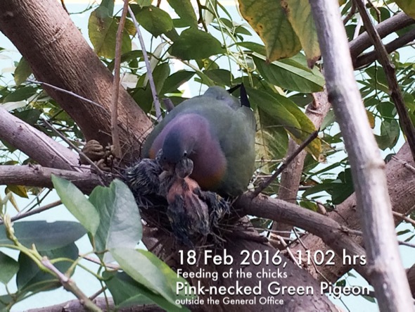 Male Pink-necked Green-pigeon feeding chicks (Photo credit: Jacob Tan)