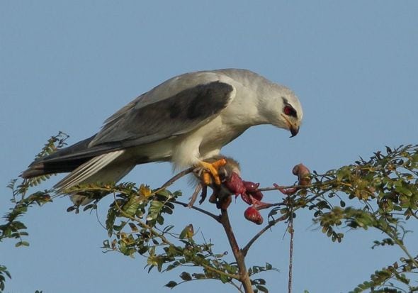 Black Kites / Swallowed Up - Black Kites / Swallowed Up Black Kites / Swallowed Up - Black Kites / Swallowed Up