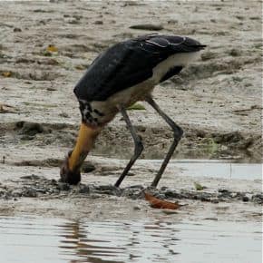 Lesser Adjutant feeding in the mud