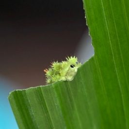 <em>Parasa lepida</em>, the Blue-striped Nettle Grub. 2. Food plants