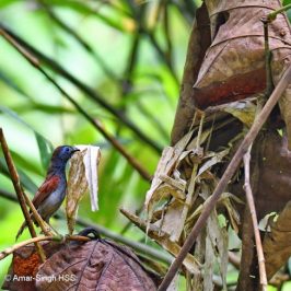 Chestnut-winged Babbler – nest building