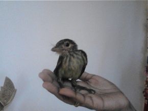 Rescue of a barbet chick in Trivandrum, Kerala, India – Bird Ecology Study  Group