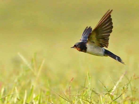 Barn Swallow Foraging Aquatic Prey