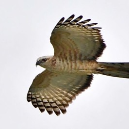 Arrival of the Jerdon’s Bazas – November 2013