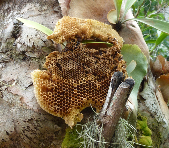 One of a few honeycombs  picked up from the base of the tree.