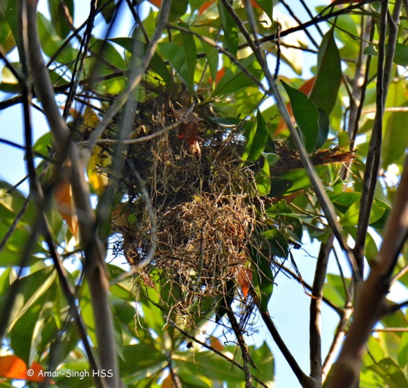 BroadbillBW-nesting [AmarSingh] 3