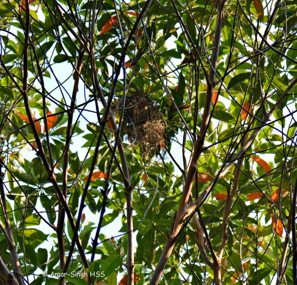 BroadbillBW-nesting [AmarSingh] 4