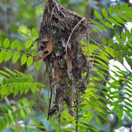 Black-and-red Broadbill’s nest