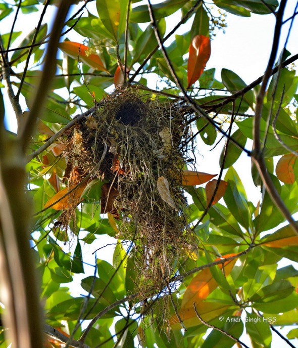 BroadbillBnY nest [AmarSingh]