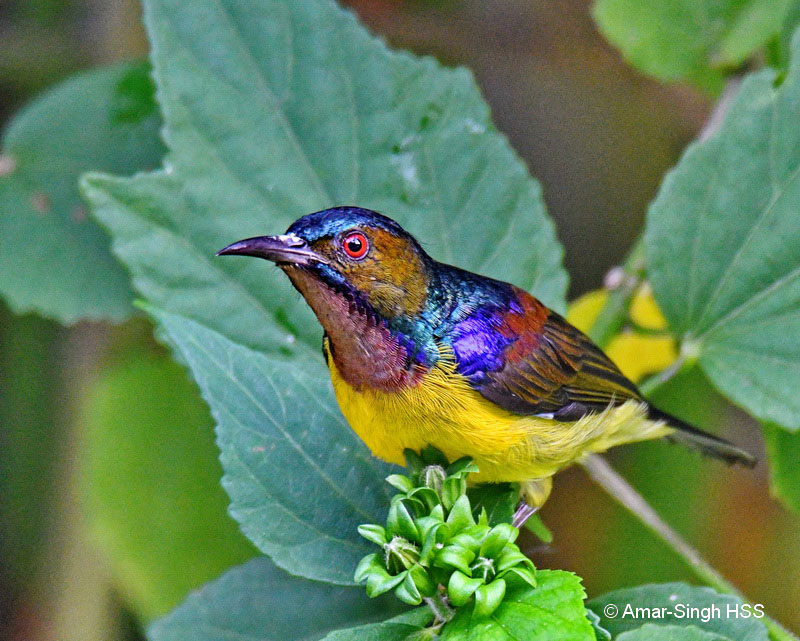 Brown-throated Sunbird-1aa-Kledang-Sayong Forest Reserve, Ipoh, Perak, Malaysia-3rd October 2017