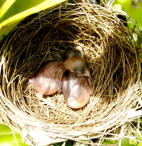 Both eggs have hatched