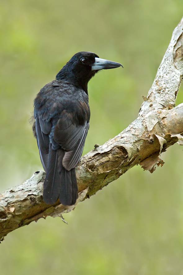 Black Butcherbird (Photo credit: Dr Eric Tan)