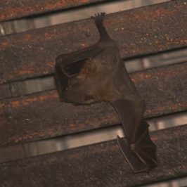 Bats in my porch: 22. Mating again