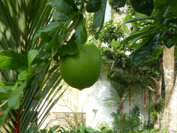 Large fruit hanging from a slender branch.