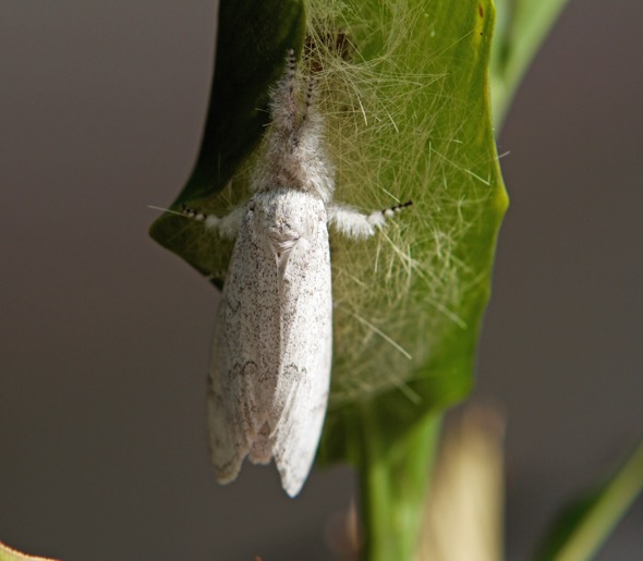 Calliteara horsfieldii-moth