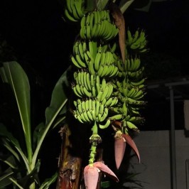 Animals attracted to the Banana inflorescence