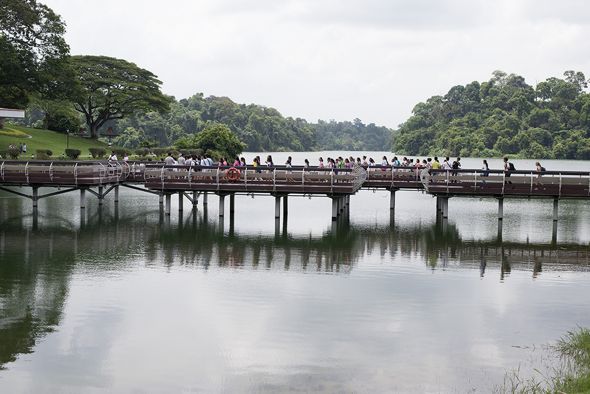 Children of Singapore Chorus walking across the bridge at MacRitchie Reservoir Park (Photo credit: Dr Vilma D'Rozario)