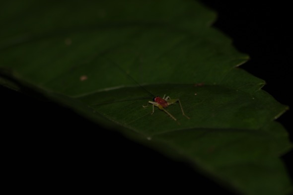 What am I? Tiny crickets are mostly unseen in the dim undergrowth, but are an important food source for birds and other wildlife. (Photo credit: Zhang Xu Cheng)