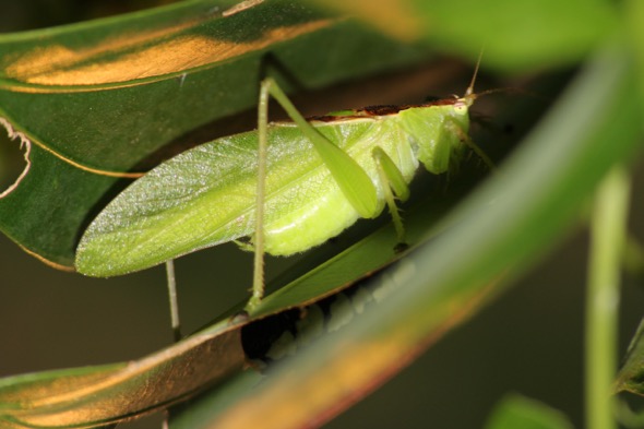 What am I? I am a katydid, a close cousin of the cricket, and one of the approximately 250 species of orthopterans in Singapore. (Photo credit: Zhang Xu Cheng)