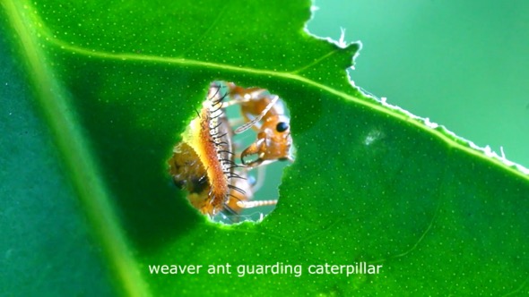 Stills from “Unseen Undergrowth” - scenes of colourful paper-thin nymph, and symbiotic relationship between weaver ant and caterpillar. Footage by Kwan Hun.