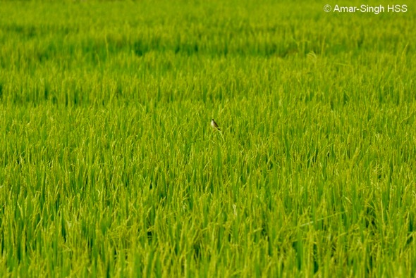 CisticolaZ-rice field [AmarSingh] 2