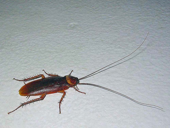 American Cockroach (Photo credit: Dr Redzlan Abdul Rahman)