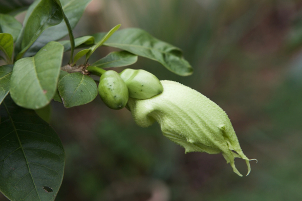 Two flower buds on the left, flowers just before blooming on the right.