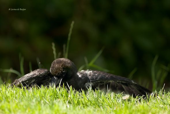 Crow lying on an anthill (Photo credit: Levina de Ruijter)