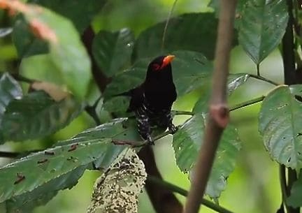 Violet Cuckoo feasting on caterpillars