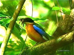 © MY ODYSSEY WITH BLUE-WINGED PITTAS PART 7: NESTING SITE DISCOVERY-A NEW RECORD