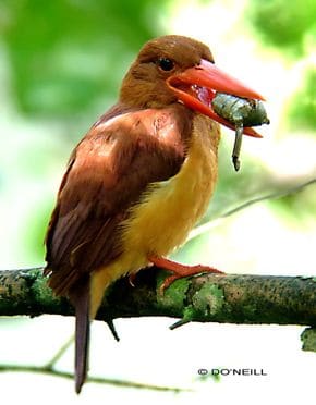 © RUDDY KINGFISHER EATS ESCARGOT