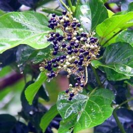 ©Meet Six Bulbul Species Foraging Berries – <em>Callicarpa glabrifolis</em>