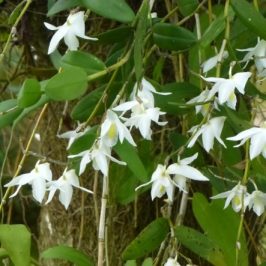 Flowering of Pigeon Orchids (<em>Dendrobium crumenatum</em>)