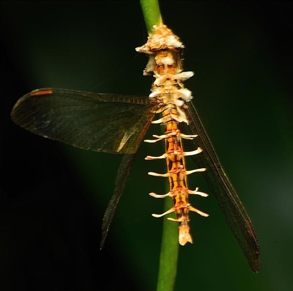 Dragonfly-cordyceps [JWee]