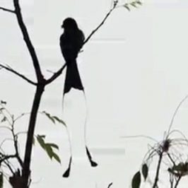 The call of the Greater Racket-tailed Drongo