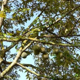 Animals that visit the durian tree, <em>Durio zibethinus</em>