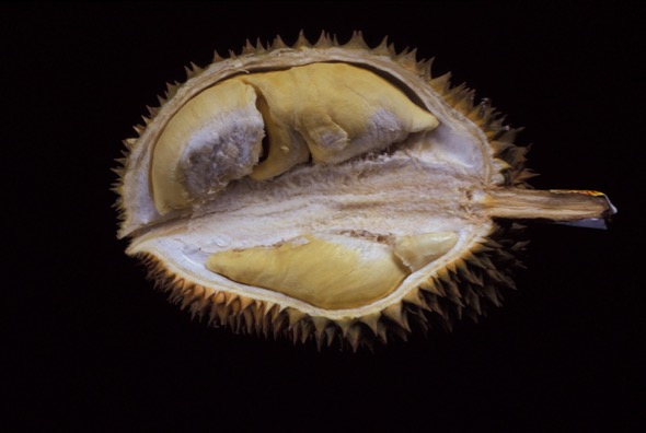 Durian fruit forced open to expose seeds.