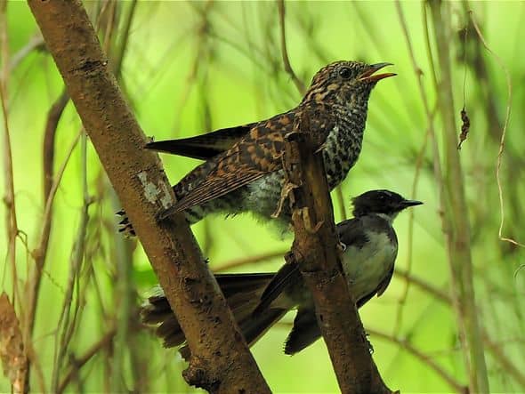 Adult Pied Fantail feeding a juvenile Rusty-breasted Cuckoo